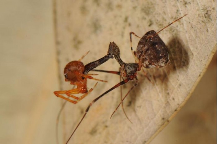 恐怖刺客鹈鹕蛛冷酷无情以毒矛鳌肢伏击捕杀蜘蛛近亲