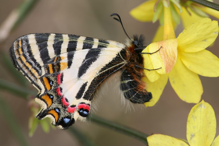 国内首次开展南京中华虎凤蝶同步调查 将通过直播形式跟踪记录