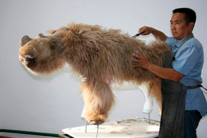 科学家们重建3万年前披毛犀的大部分身体称其为sasha