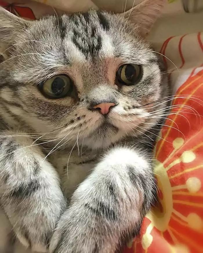 世界上最悲伤的猫咪,终于笑了!
