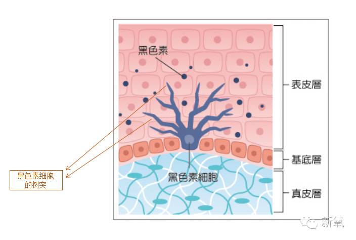 产生的褐黑色素通过枝杈向旁边传送,然后使表皮的基底细胞层散布黑素
