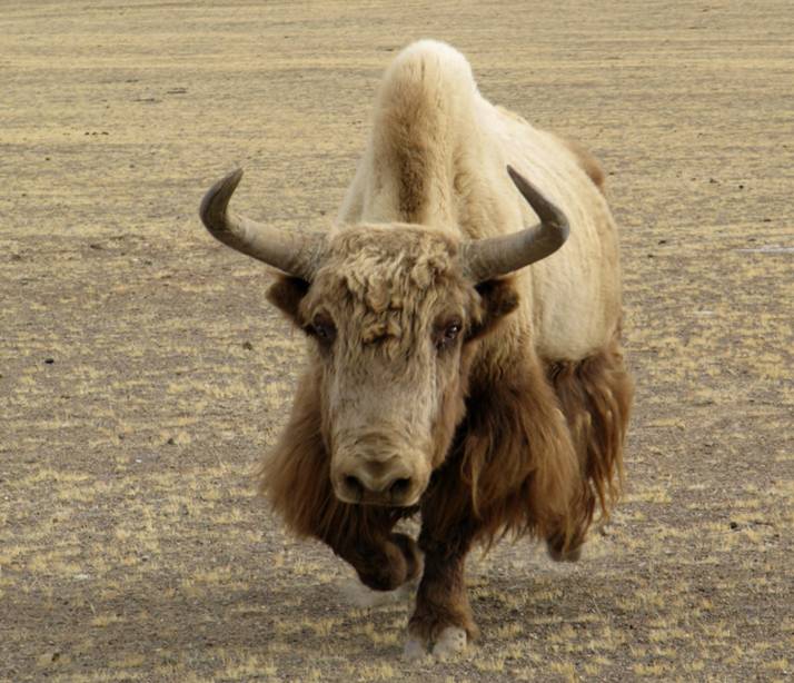 金色野牦牛是黑色野牦牛的变种,还是独立存在的亚种群?争论