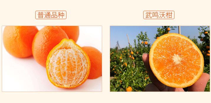 厉害了我的武鸣原来吃沃柑有这么多好处我竟然都不知道