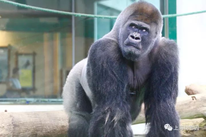 小旁友心碎了上海第一只黑金刚博罗曼走了享年44岁相当于人类90岁