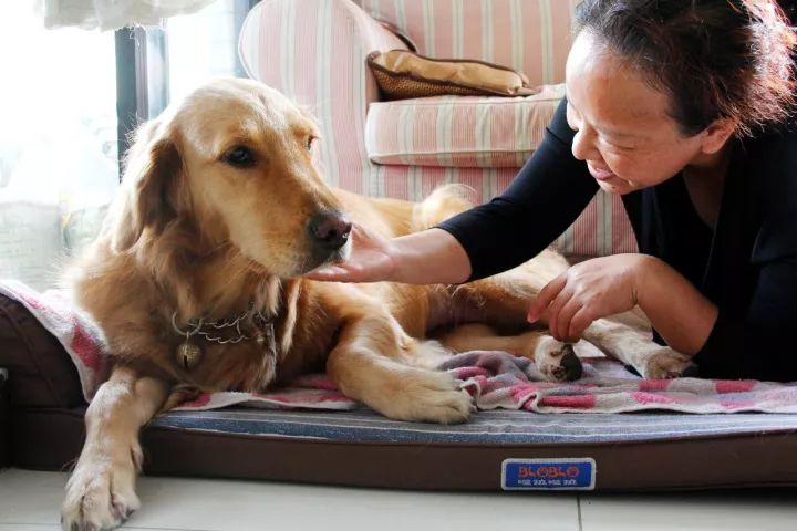 暖哭 对失明的她而言 这只狗狗不仅是她的眼睛 也是她的家人 手机新浪网