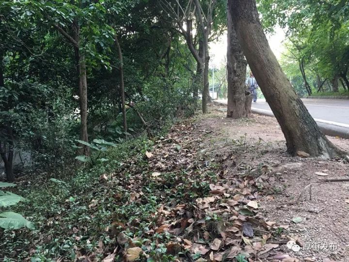 姑娘晨练,突然被捂嘴拖入小树林…男子被捕后说了一句话,警察却把他放