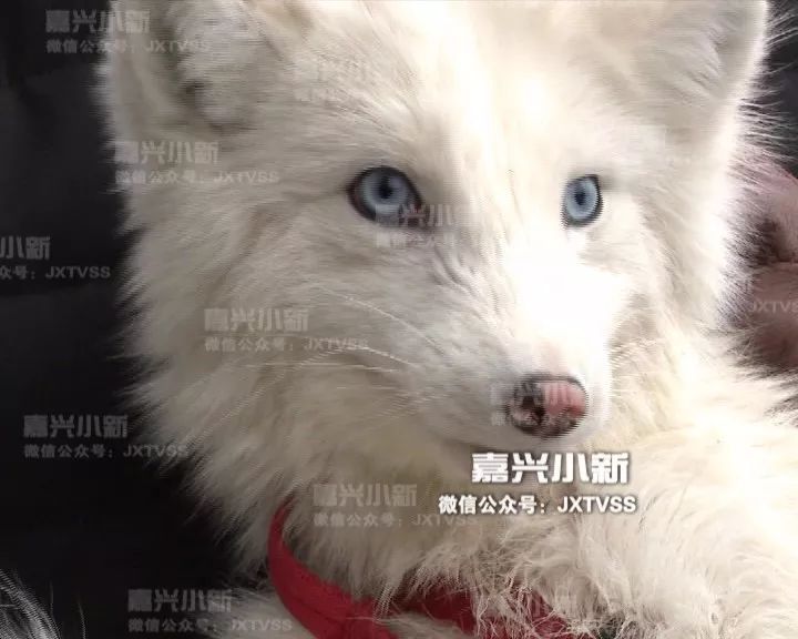 漂亮又粘人男子养了只白狐狸当宠物半年后惨了