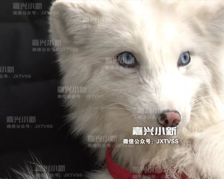 漂亮又粘人男子养了只白狐狸当宠物半年后惨了