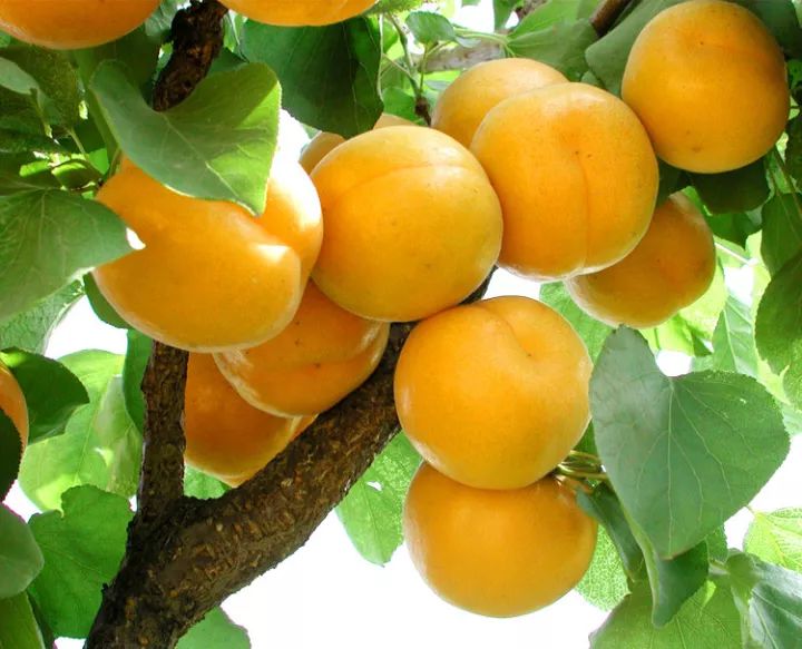 新疆的"中国之最",你知道多少!