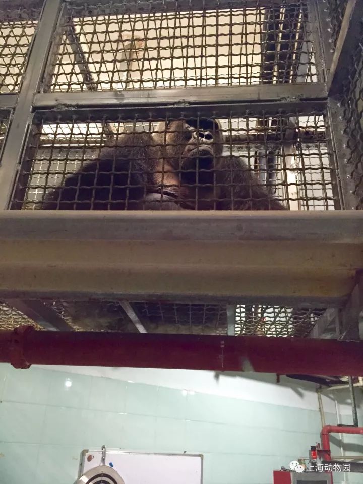 上海动物园最老的大猩猩博罗曼昨天去世,它就是上海人心目中的"金刚"!