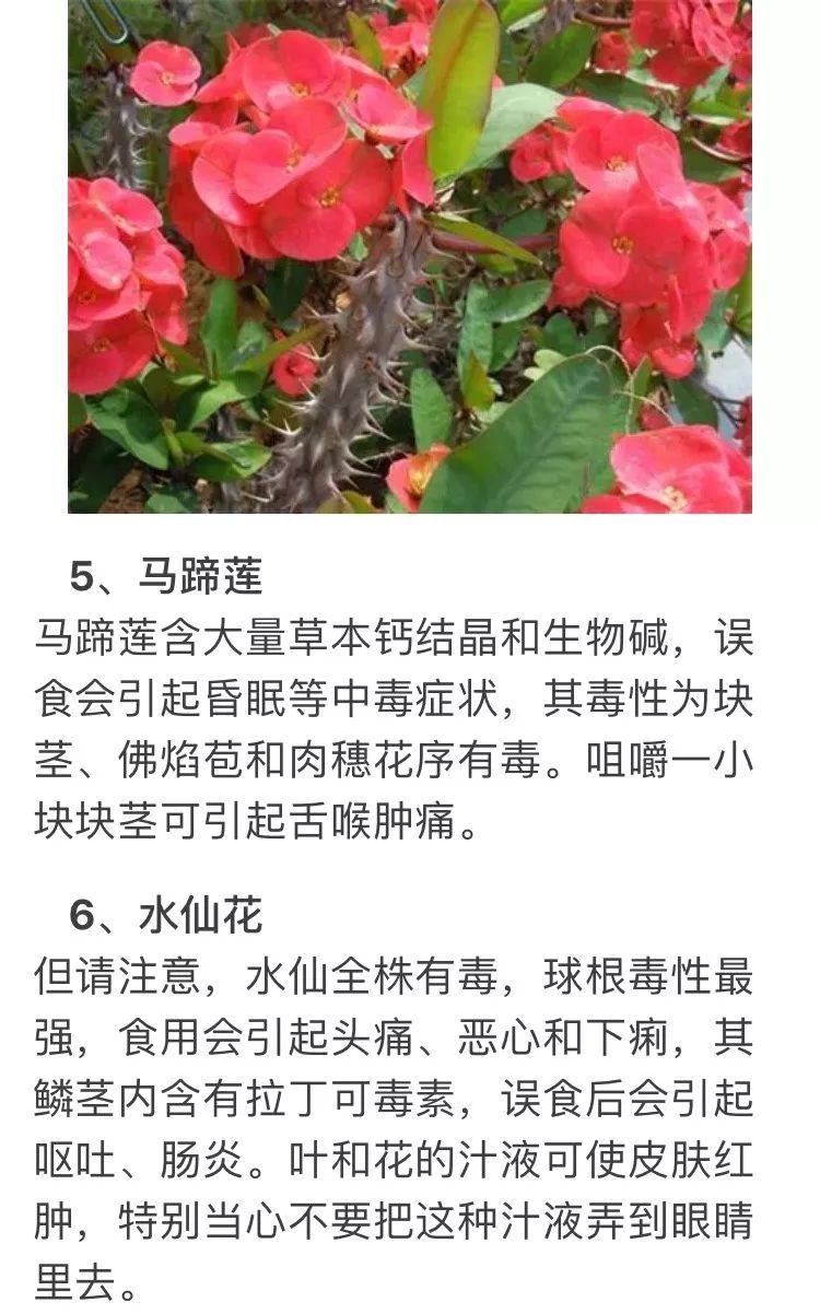 剧毒六岁男童舔了一口在医院抢救8小时这几种家庭常见植物都有毒
