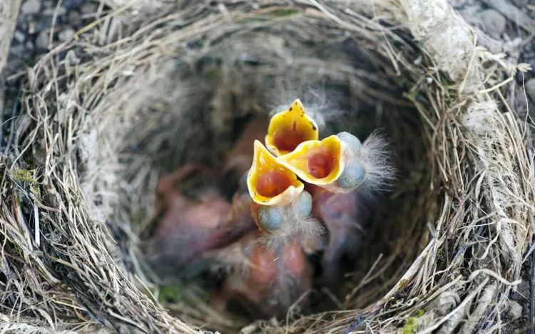 程文胜麻雀的生死时刻