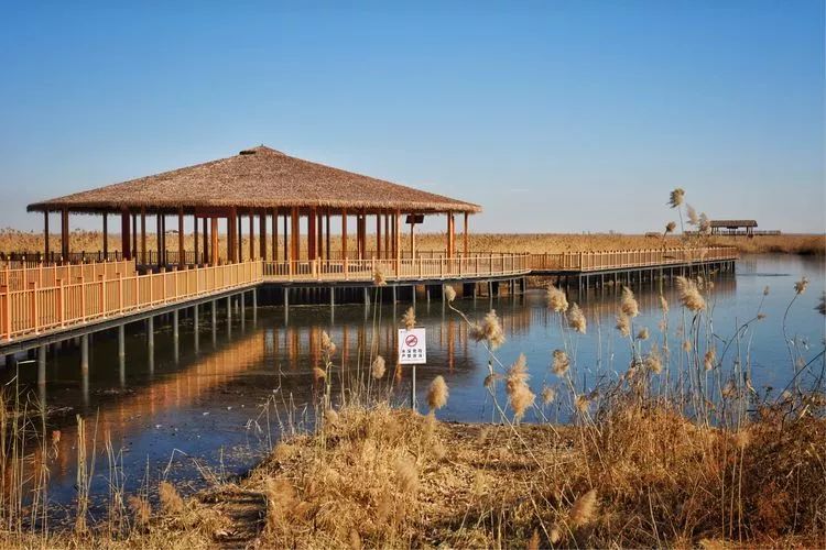 经过整修的白洋淀湿地公园北堤长廊栈道白洋淀送走了一年中的旅游旺季