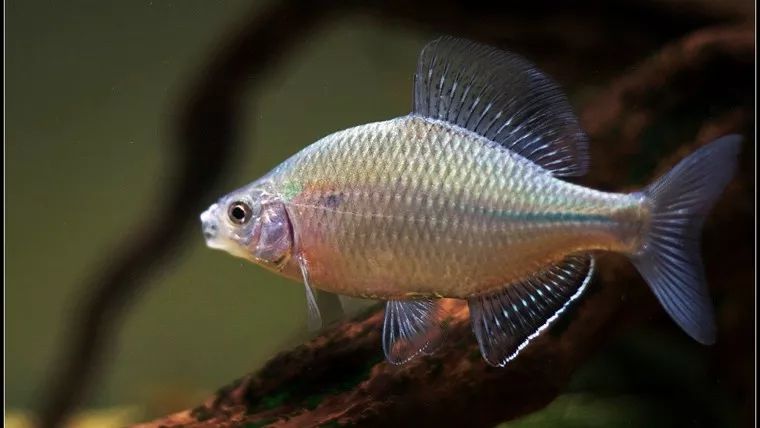 第一种大鳍鱼,大鳍鳑鲏特别像这三种鳑鲏当中的兄长,它行动很镇定