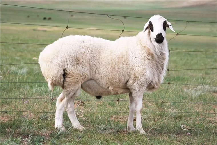 记者直击草原羊王登陆青岛现场到底多火爆