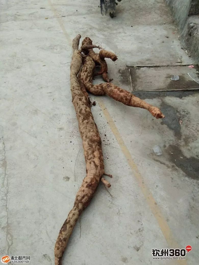 厉害了广西村民挖出一株400斤野生葛王