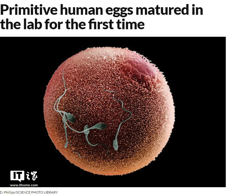 it之家2月10日消息 科学家首次在实验室内将人类卵子从早期阶段培育