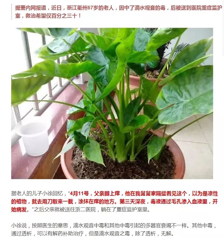 滴水观音|汁液|中毒_新浪新闻
