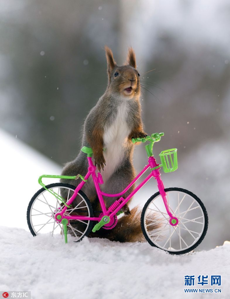 瑞典小松鼠骑车秀特技