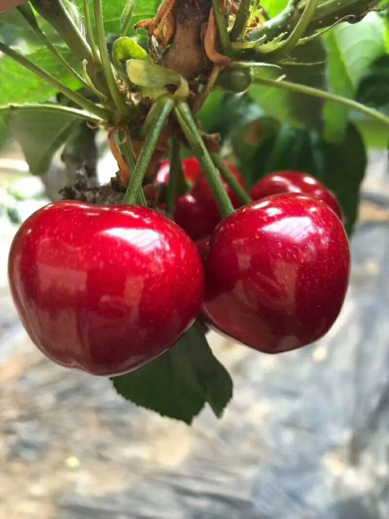 大连现季最有名的樱桃是它!肉厚 多汁 甜度高 竟然降价啦!|半岛|大樱