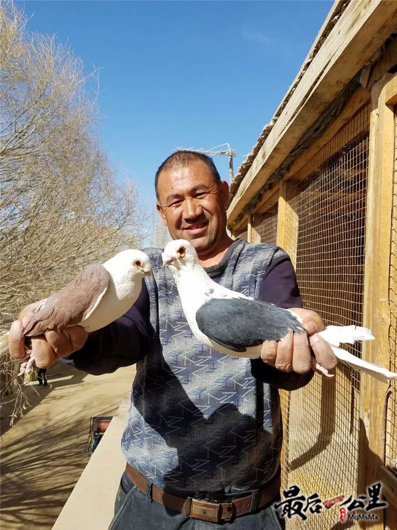 这个鸽子王不务正业为什么还被人人夸