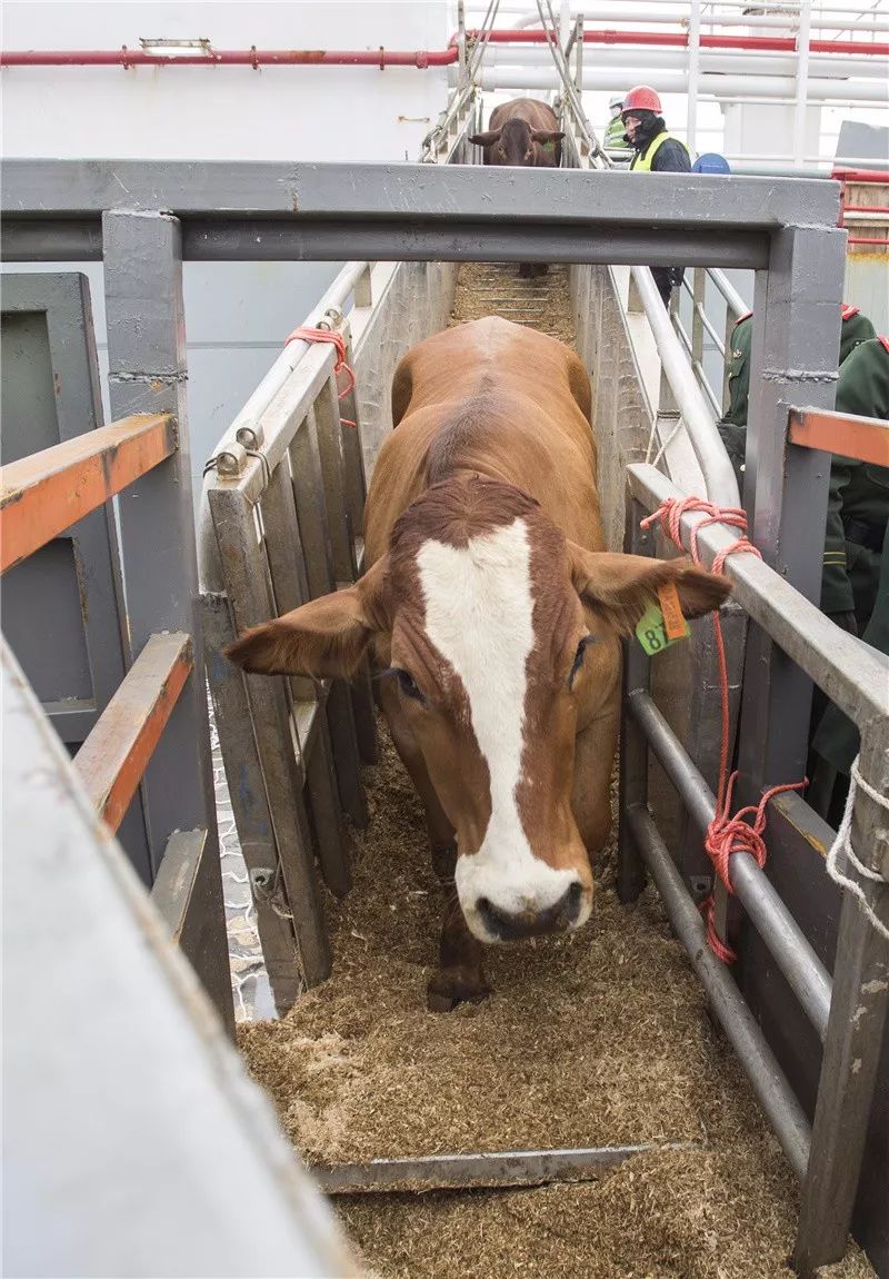 1600头澳洲活牛昨天到达宁波不用出国就能吃到现宰澳洲牛肉而且