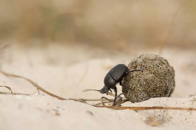 这位可爱的屎途行者身负重任