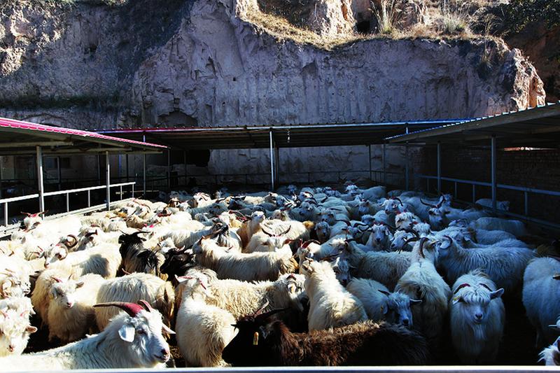 产业化扶贫养羊户的羊舍.