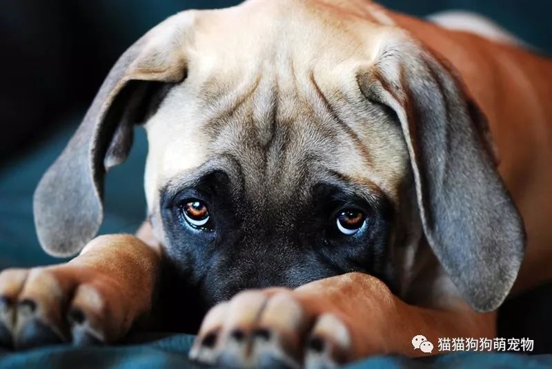 看到狗狗委屈的小眼神,你还舍得责怪它么