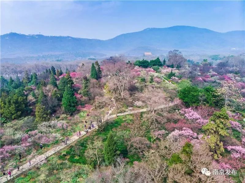 哇!现在的梅花山是这样的!