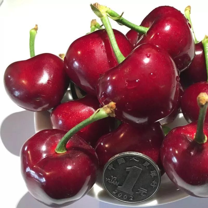 大连现季最有名的樱桃是它肉厚多汁甜度高竟然降价啦