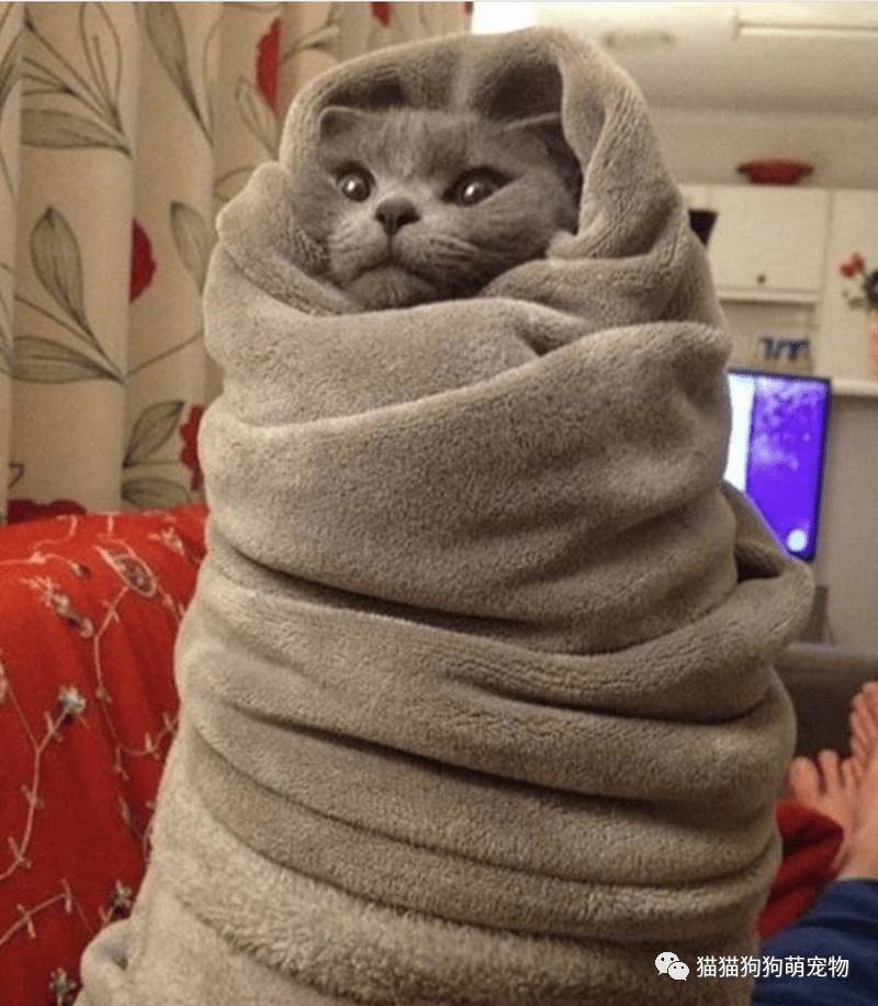 这些猫咪卷要不要来一个|猫咪|毛巾_新浪新闻