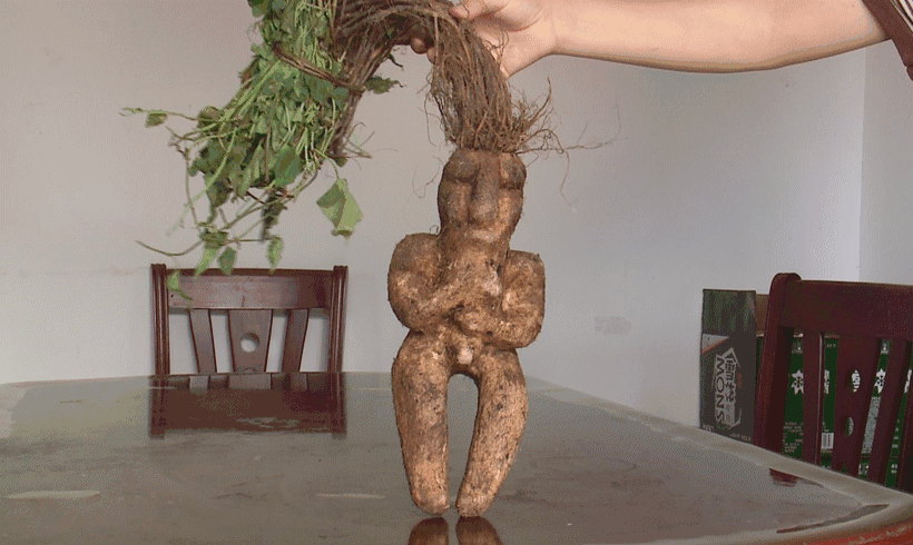 海口一男子公交车上叫卖人形树根栩栩如生太吓人了