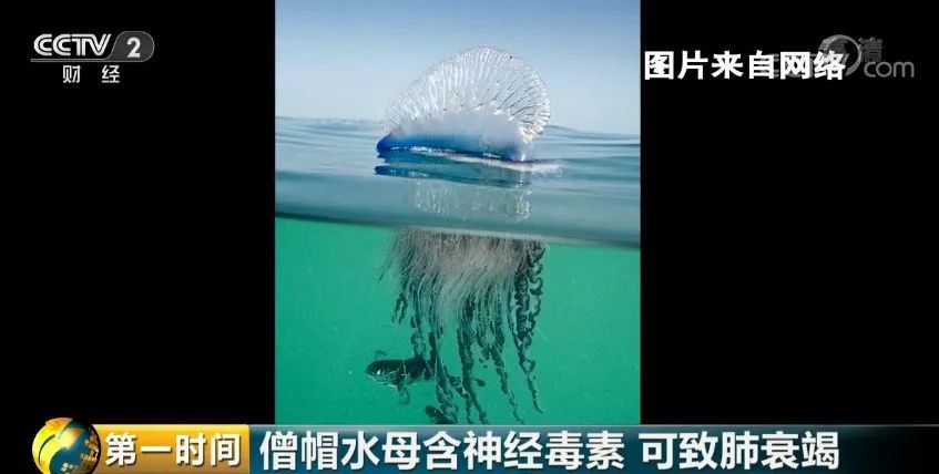 僧帽水母分泌神经毒素,重伤者除遭受剧痛外还会血压骤降,呼吸困难