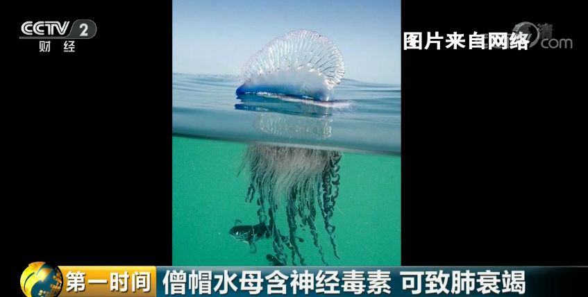 僧帽水母分泌神经毒素,重伤者除遭受剧痛外还会血压骤降,呼吸困难