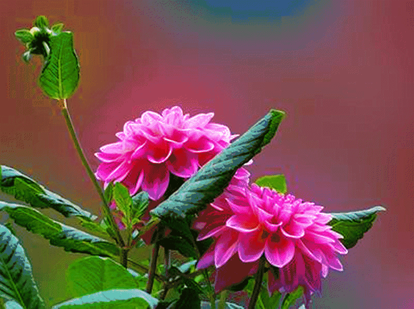 850_635gif 动态图 动图