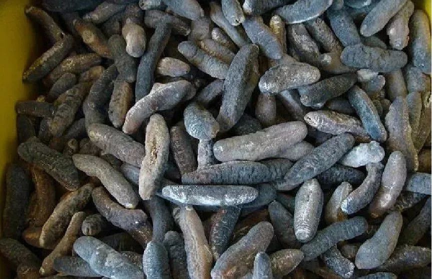 你上过当吗海茄子和海参傻傻分不清小编教你如何分辨