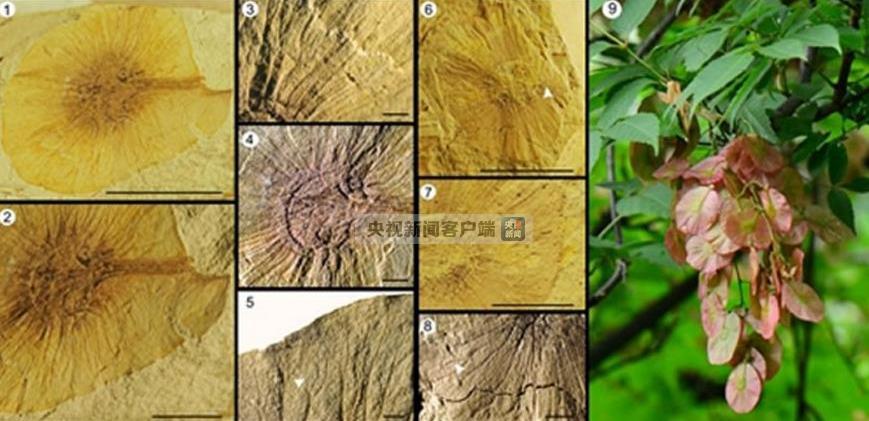 中国特有属金钱槭属化石在中国的首次发现