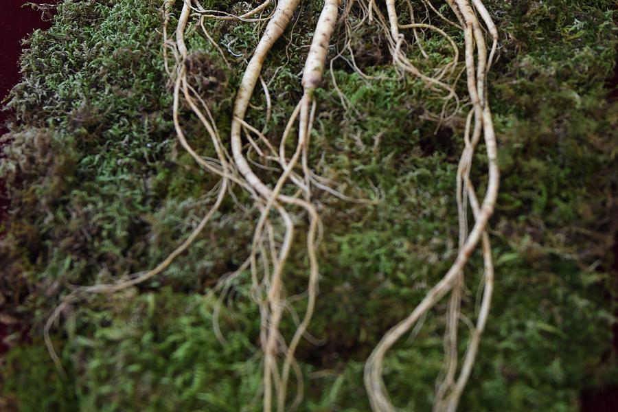 全球最大百年参王出土 市价超900万