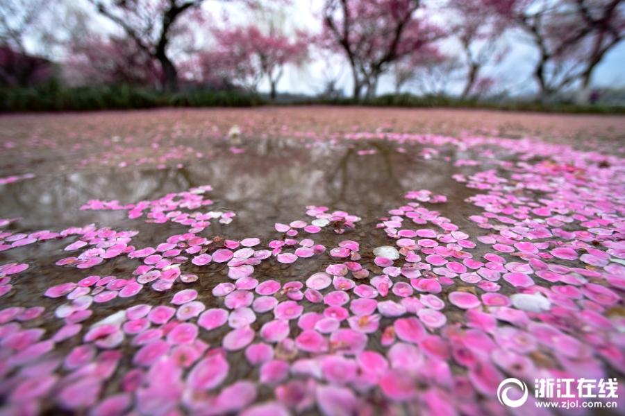 杭州:雨后梅花落满地