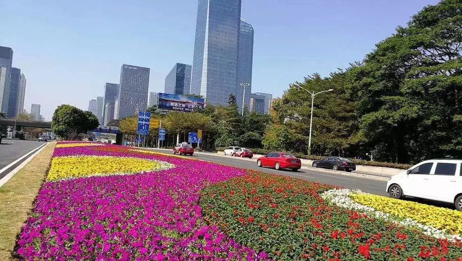 入冬后深圳多了一条流动的花海，还有个地方偷偷过着秋天……|深南大道|绿化带|洪湖_新浪新闻