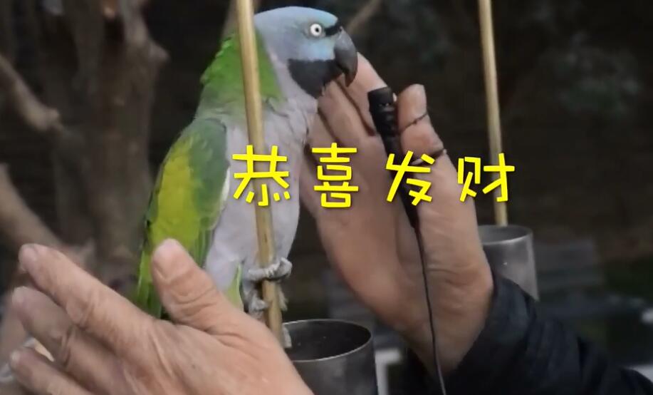 鹦鹉主人王大爷说,37岁的翠翠已相亲一千多次,但它老看不上对方,至今