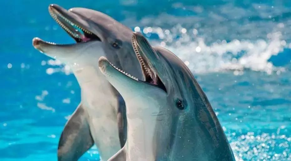 我们听不到的海豚的声音,让ai替我们聆听