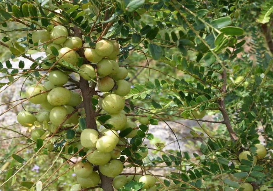 之间,每到中秋暮夏初秋,成熟的主要季节在八月,基本都是野生天然的