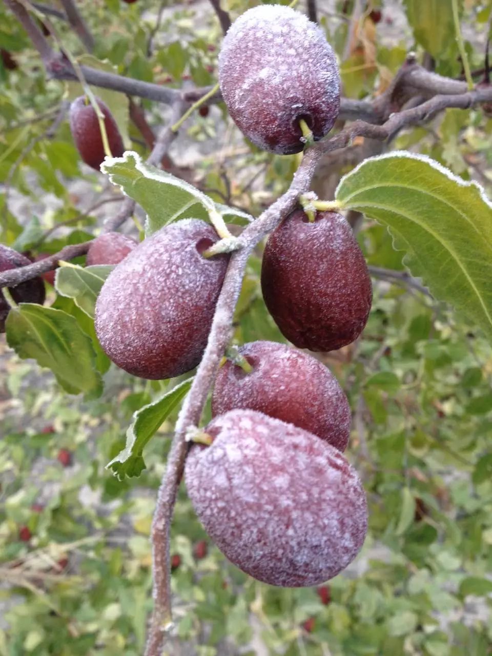 元旦跨年丨新疆吊干枣史上最低价仅限一天没抢到的赶快来