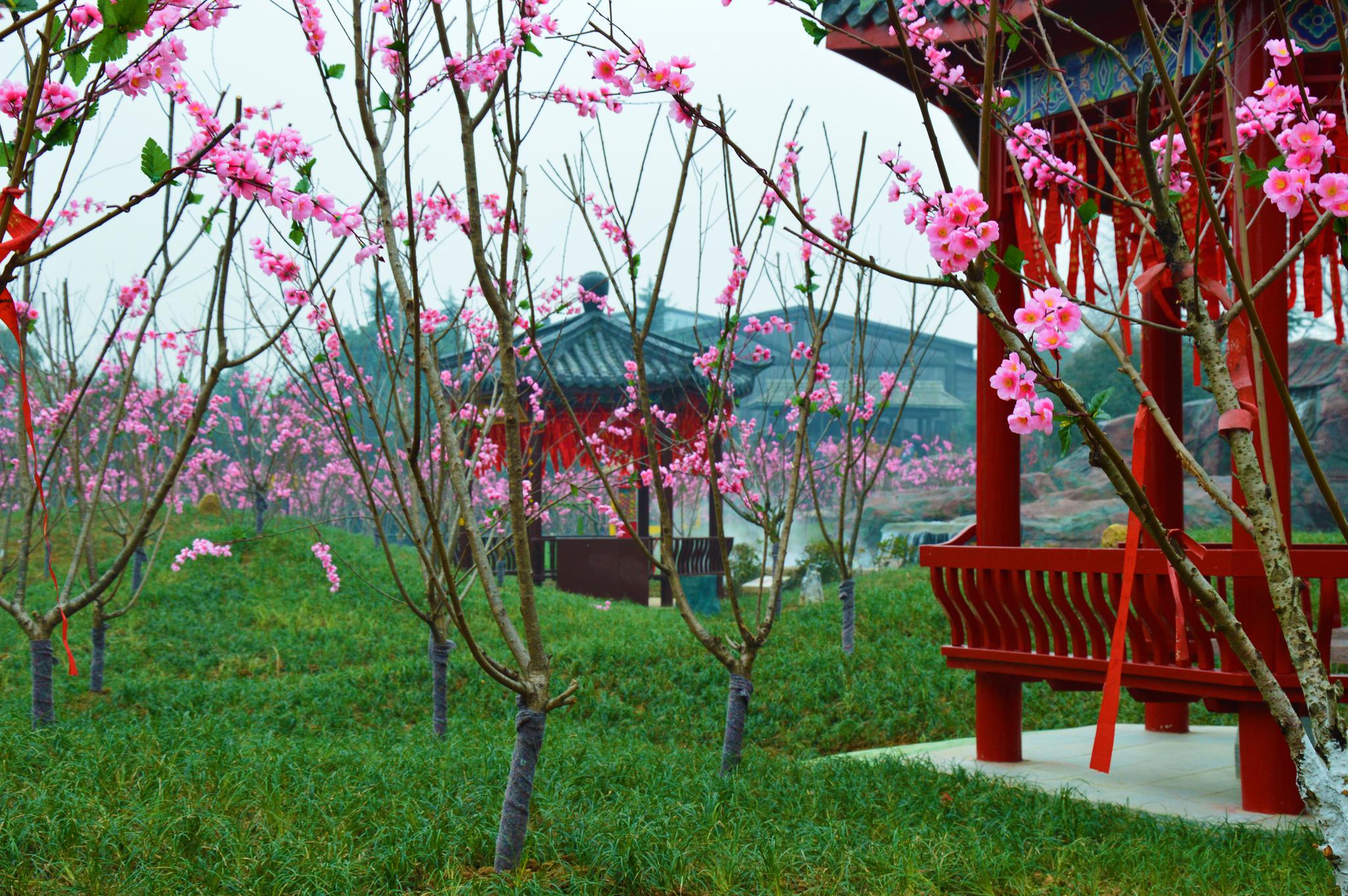 《桃花坞》前桃花灼灼