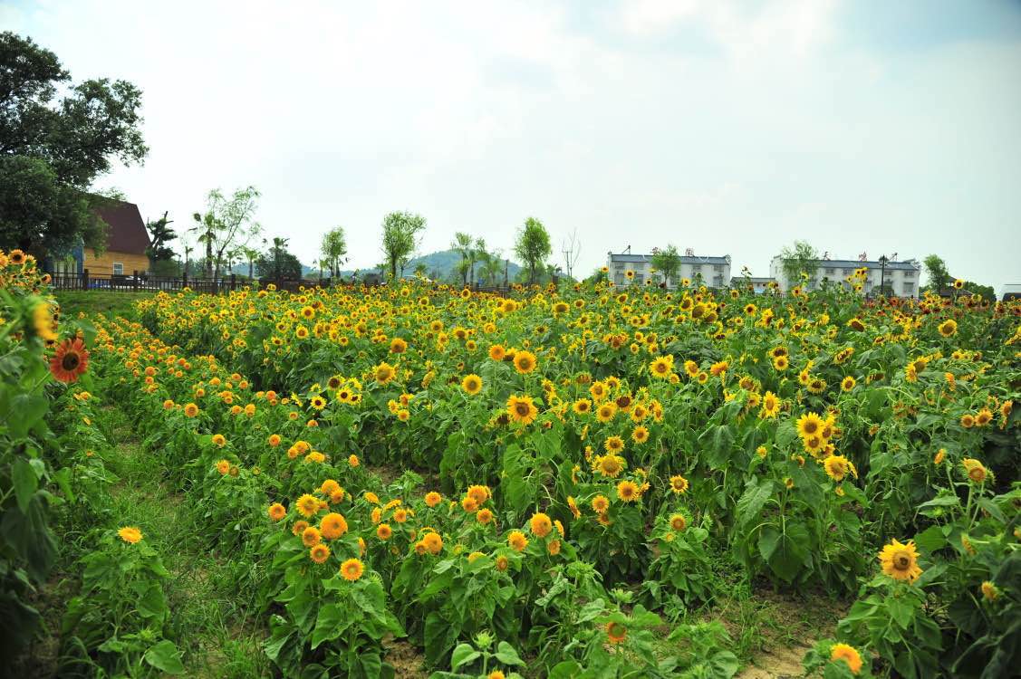 天鸣花海二期开园 庐江再添赏花胜地