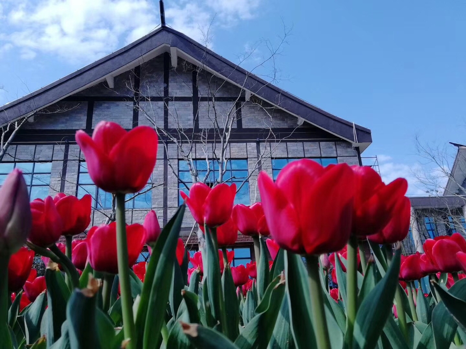 春色撩人 南昌凤凰沟郁金香花海醉人