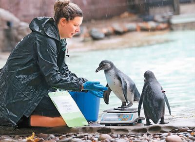 工作人员为企鹅称重。