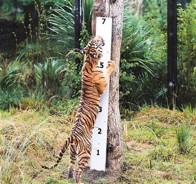 一只苏门答腊虎爬上身高标尺。